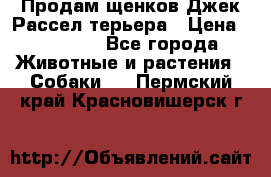 Продам щенков Джек Рассел терьера › Цена ­ 25 000 - Все города Животные и растения » Собаки   . Пермский край,Красновишерск г.